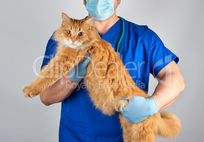 veterinarian doctor in blue uniform holding big fluffy red cat