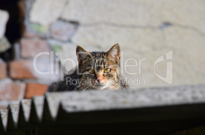 Cat in a hunt, lurking from a roof