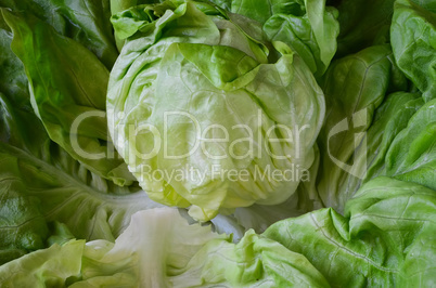 Healthy, organic head of fresh lettuce close up