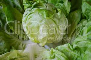 Healthy, organic head of fresh lettuce close up