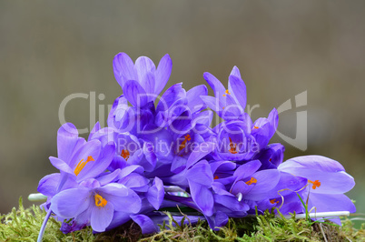 Heap of Saffron flowers on a moss