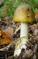 Young Amanita Phalloides in natural habitat