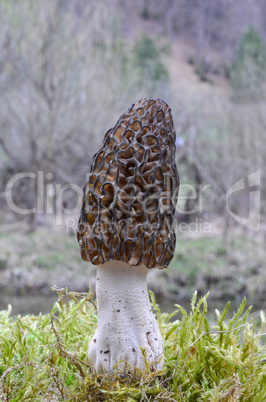 Morel mushroom in a moss besides mountain creek