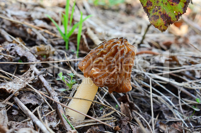 Nice specimen of spring Verpa bohemica mushroom
