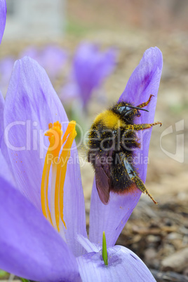 Pollination, bumblebee on early spring Saffron flower