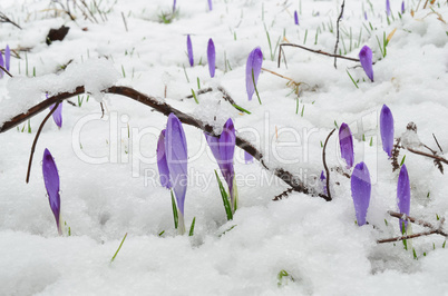 Wild Saffron flowers in melting snow