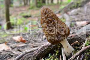 One single Black morel, copy spaceon the left