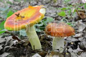 Two Russula aurea mushrooms