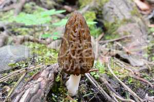 Spring Black Morel mushroom among the roots
