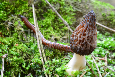 Black Morel and Millipede in a moss