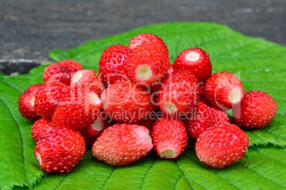 Fresh wild strawberries on green leaf