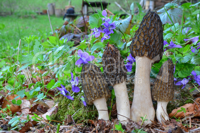 Four Black Morel mushrooms growing among spring Violets