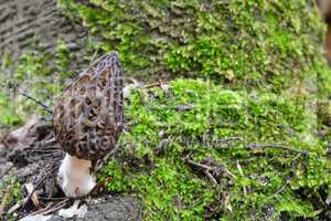 NIce specimen of Black Morel with copy space