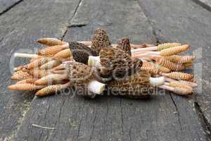 Spring harvest, Black Morels and Wild Horsetail plant