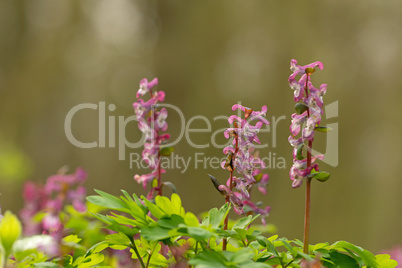 Hohler Lerchensporn (Corydalis cava)