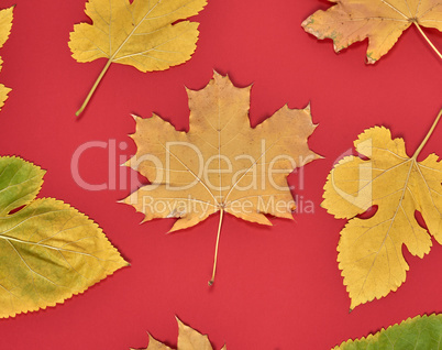 red background with dry yellow maple leaves