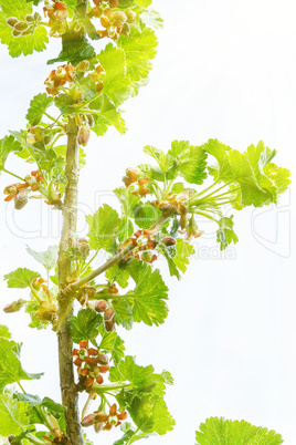 A branch of flowering currants