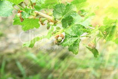 A branch of flowering currants