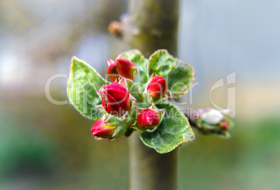 Buds of apple flowers