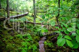 Forest with green leaves and bridge.