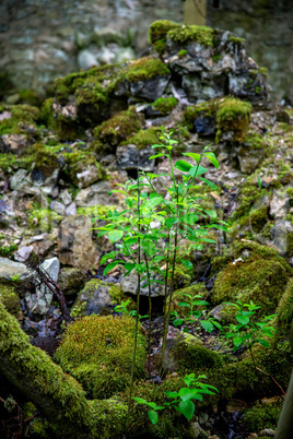 Plants in the forest between the stones.