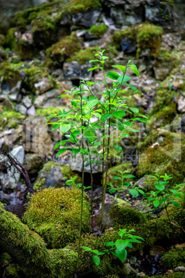 Plants in the forest between the stones.