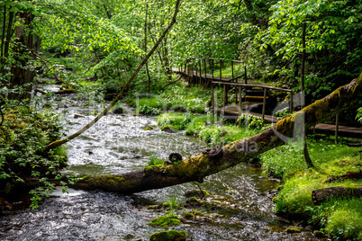 Forest with river, fallen tree and bridge.