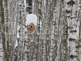 Wooden nesting box on birch tree trunk