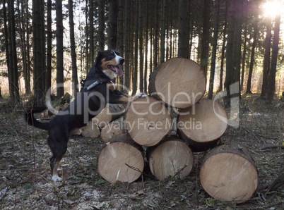 Dog standing in the spruce forest