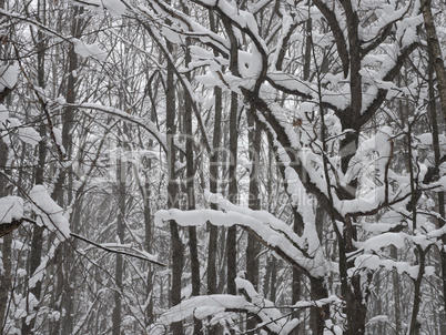 Winter forest, trees covered with fresh snow after snow falling.