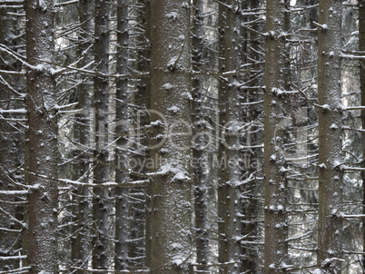 Winter pine forest covered with fresh snow.