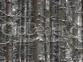 Winter pine forest covered with fresh snow.