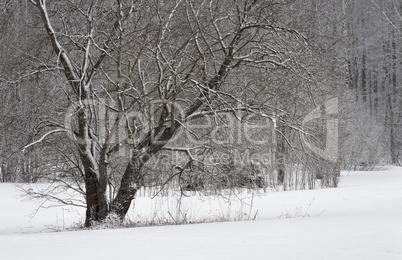 Trees covered with frost and snow.