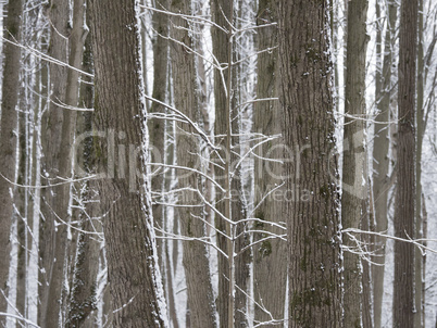 Trees covered with fresh snow in a cold and snowy winter day