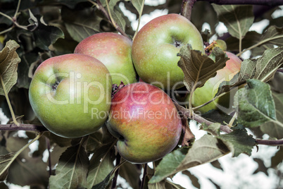 A branch of ripe apples