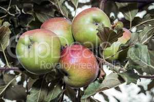 A branch of ripe apples