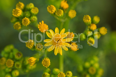 Jakobskreuzkraut (Senecio jacobaea)