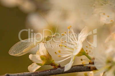 Gemeine Florfliege (Chrysoperla carnea s. l.)