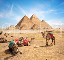 Camels and Pyramids