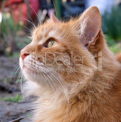 portrait of a redhead adult cat with a big mustache