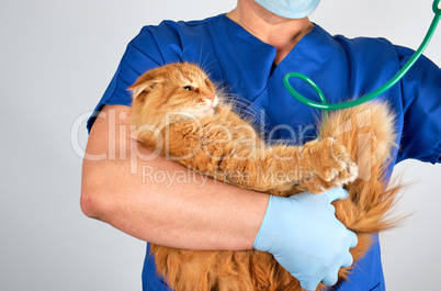 Veterinarian in blue uniform and sterile latex gloves holds and