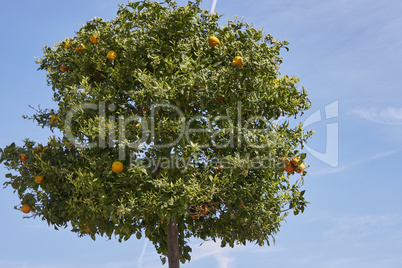 orangenbaum