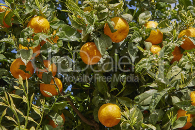 orangenbaum