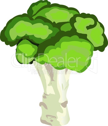 Broccoli