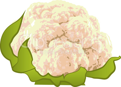 Cauliflower vegetable