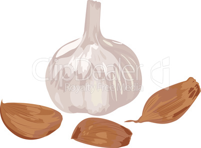 Garlic and cloves on a white background.