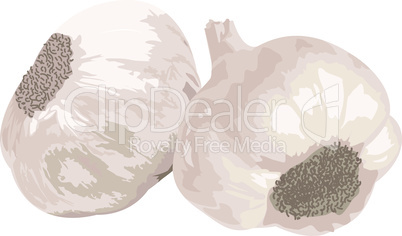 two Garlic isolated on white background.