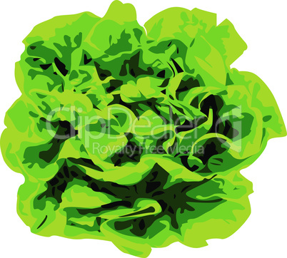 Bunch of lettuce greens on a white background