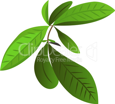 Tea leaves vector illustration isolated