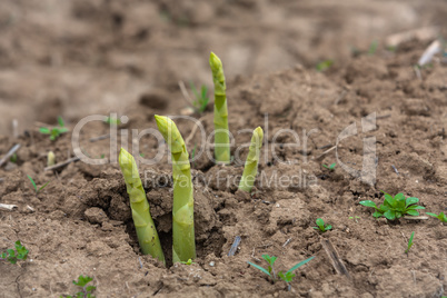 asparagus buds come throug the earth